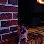 Oscar participe au concours pour gagner de l'argent avec cette photo : dog, puppy, fireplace, brick, hearth, indoor, pet, warm, cozy, tile_floor, small_dog, animal, cute, shadow, light, ears, floor, home, domestic, companion