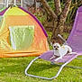dog, lawn, grass, tent, purple_chair, outdoor, garden, tree, sunny, pet, relaxing, summer, canine, yard, greenery, daylight, animal, resting, recreation, colorful