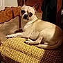 dog, small_dog, chair, cushion, indoor, tile_floor, wooden_chair, pet, animal, canine, resting, looking_at_camera, cream_coat, domestic_animal, furniture, paw, ears, face, living_room, quiet