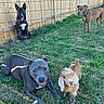 Malibu is registered to the contest to win money with this photo: dogs, goat, animals, pets, backyard, grass, fence, wooden_fence, outdoor, animal_portrait, black_dog, brown_dog, gray_dog, small_goat, sitting, lying_down, standing, collars, sunlight, friendly