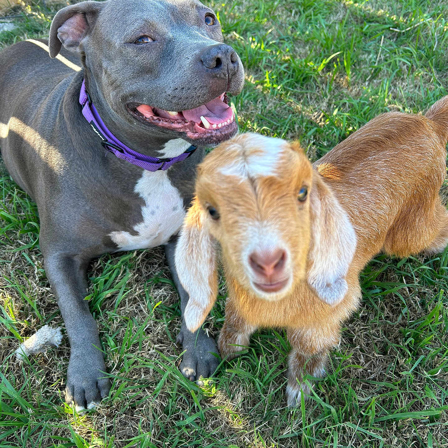 Malibu joined the competition — help win amazing prizes! dog, goat, puppy, kid_goat, animal, pets, farm_animals, outdoor, grass, yard, fence, sunlight, portrait, close_up, happy, smiling, collar, purple_collar, gray_dog, golden_goat