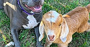 Malibu is registered to the contest to win money with this photo: dog, goat, animal, pet, outdoor, grass, backyard, fence, wooden_fence, gray_dog, happy_dog, puppy, kid_goat, farm_animal, companion_animals, animal_portrait, sunlight, collar, standing, nature