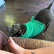 Malibu is registered to the contest to win money with this photo: dog, gray_dog, pet, animal, shirt, turquoise_clothing, dressed_dog, stretching, standing, tail, paws, indoor, wood_floor, leather_chair, human_foot, human_leg, tattoo, home, funny, pet_photography