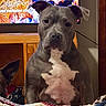Malibu is registered to the contest to win money with this photo: dog, pit_bull, gray_fur, white_chest, sitting, portrait, pet, animal, indoors, bed, blanket, aquarium, television, furniture, home, living_room, serious_expression, floppy_ears, second_dog, closeup
