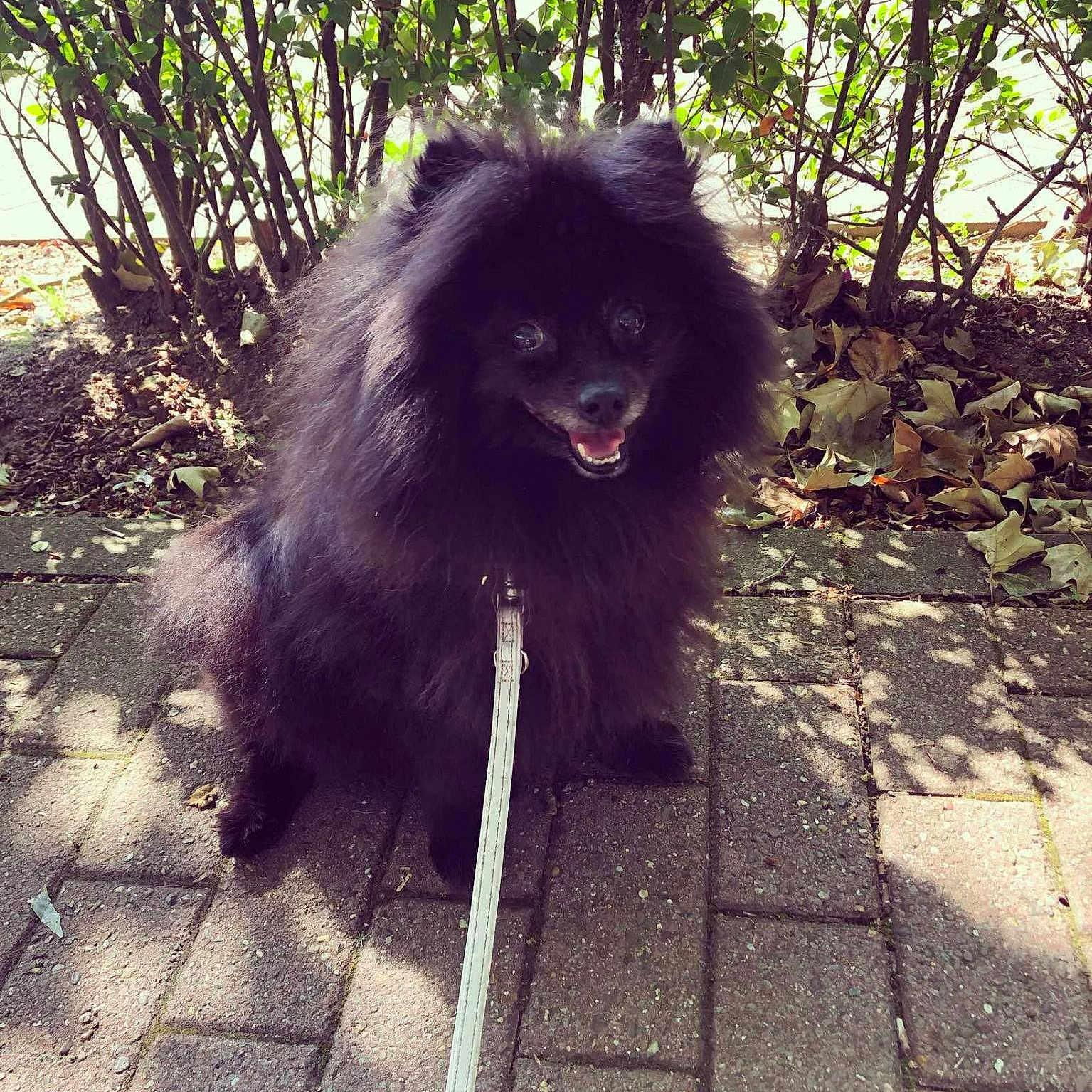 Nina participe au concours pour gagner de l'argent avec cette photo : animal, architecture, building, canine, dog, eskimodog, leaf, nature, outdoors, path, pet, plant, puppy, rock, shelter, slate, soil, tree, vegetation, walkway