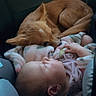 baby, infant, child, dog, puppy, sleeping, lying_down, pet, animal, car_seat, blanket, pink_clothing, indoor, vehicle, cozy, portrait, close_up, fluffy, companion, travel