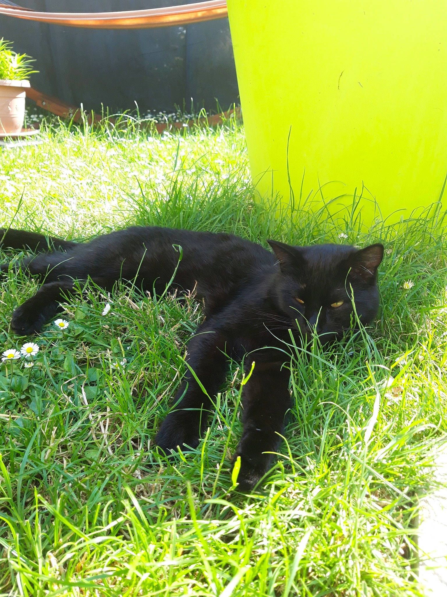 Ychat a rejoint le concours — aidez-le/la à gagner de superbes lots ! black_cat, bombay, carnivore, cat, felidae, grass, plant, small_to_medium_sized_cats, tail