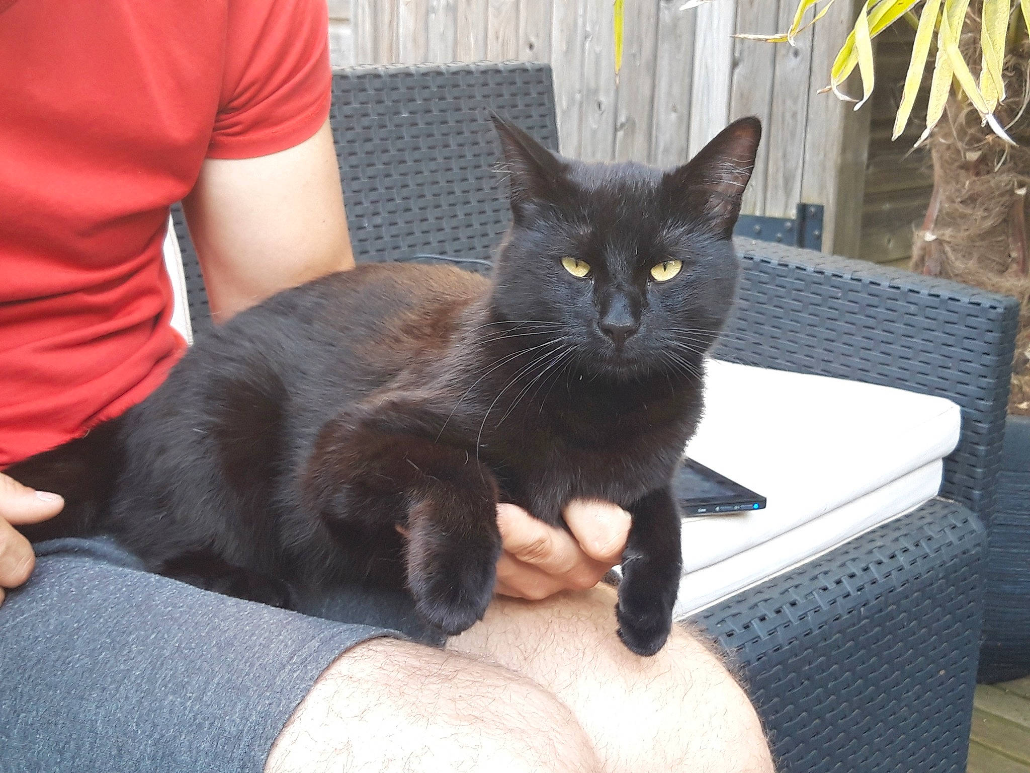 Ychat a rejoint le concours — aidez-le/la à gagner de superbes lots ! asian, black_cat, bombay, carnivore, cat, chartreux, claw, domestic_short_haired_cat, felidae, korat, leg, mammal, nebelung, polydactyl_cat, russian_blue, sitting, small_to_medium_sized_cats, tail, vertebrate, whiskers