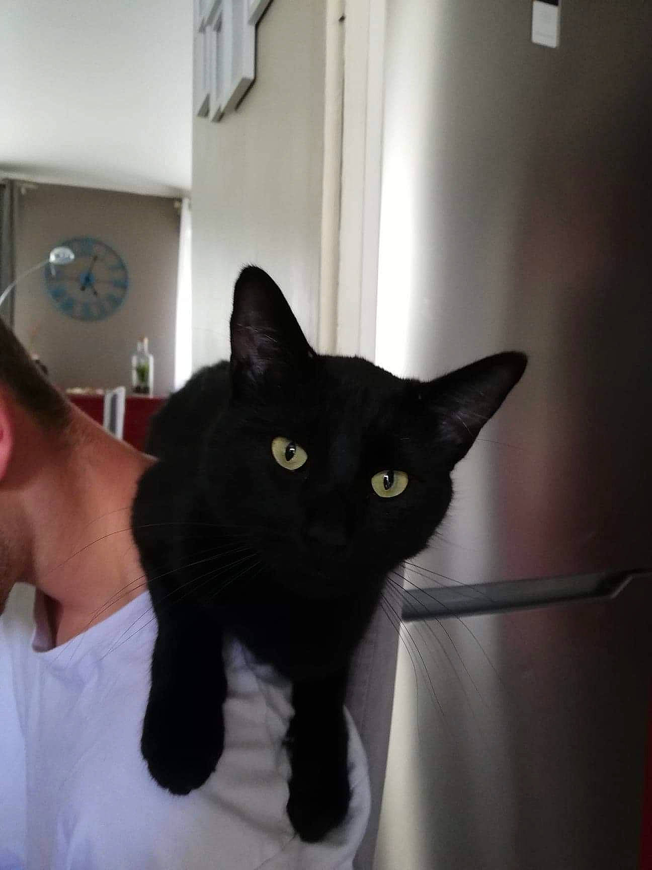 Ychat participe au concours pour gagner de l'argent avec cette photo : asian, black, black_cat, bombay, carnivore, cat, domestic_short_haired_cat, ear, eye, felidae, kitten, mammal, polydactyl_cat, room, small_to_medium_sized_cats, tail, whiskers