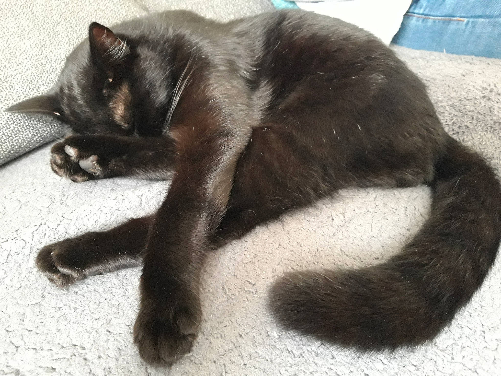 Ychat participe au concours pour gagner de l'argent avec cette photo : asian, black_cat, burmese, carnivore, cat, claw, domestic_short_haired_cat, felidae, fur, havana_brown, korat, mammal, nap, paw, russian_blue, small_to_medium_sized_cats, snout, tail, vertebrate, whiskers