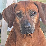 Luna joined the competition — help win amazing prizes! animal, background, bench, brown_dog, calm, canine, close_up, collar, dog, domestic_animal, ears, expression, face, fur, looking, muzzle, outdoor, pet, portrait, sitting