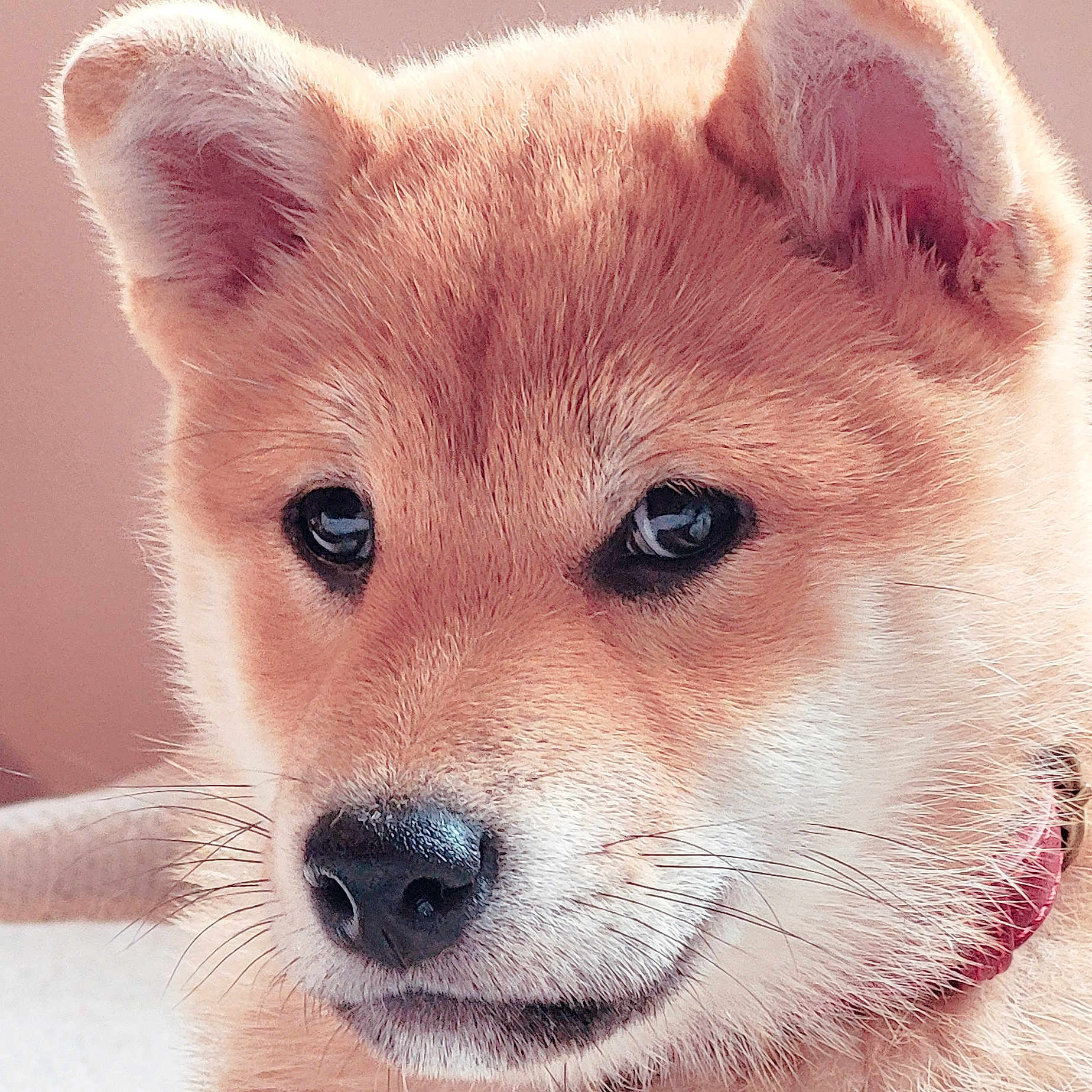 Ava participe au concours pour gagner de l'argent avec cette photo : animal, canine, chow, coyote, dog, eskimodog, fox, goldenretriever, husky, kitfox, pet, puppy, redfox, redwolf, snout, terrier, whitedog, wolf