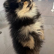 Bouly a rejoint le concours — aidez-le/la à gagner de superbes lots ! adorable, animal, black_fur, companion, curious, cute, dog, domestic_animal, fluffy, fur, indoor, looking_up, mammal, pet, pomeranian, portrait, puppy, small_dog, standing, tan_fur