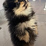 Bouly a rejoint le concours — aidez-le/la à gagner de superbes lots ! adorable, animal, black_fur, closeup, companion, curious, cute, dog, fluffy, fur, indoors, looking_up, mammal, pet, pomeranian, puppy, small_dog, standing, tan_fur, young
