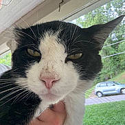 Piss Kitty is registered to the contest to win money with this photo: cat, black_and_white, close_up, pet, animal, whiskers, pink_nose, outdoor, hand, person, porch, greenery, car, window, fur, ears, face, expression, domestic_cat, animal_portrait