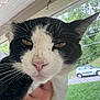 cat, black_and_white, close_up, pet, animal, whiskers, pink_nose, outdoor, hand, person, porch, greenery, car, window, fur, ears, face, expression, domestic_cat, animal_portrait