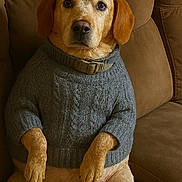 Trixie joined the competition — help win amazing prizes! dog, sweater, brown_couch, pet, canine, indoor, seated, portrait, looking_at_camera, cozy, knitted, furniture, domestic_animal, animal, cute, companion, relaxed, casual, brown, warm