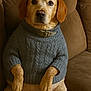 dog, sweater, brown_couch, pet, canine, indoor, seated, portrait, looking_at_camera, cozy, knitted, furniture, domestic_animal, animal, cute, companion, relaxed, casual, brown, warm