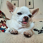 Yoda participe au concours pour gagner de l'argent avec cette photo : dog, chihuahua, pet, animal, tongue_out, ears, blanket, cozy, indoor, home, cute, small_dog, fur, paws, wall_art, framed_pictures, insects, decor, relaxed, portrait