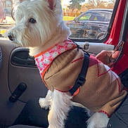 Floyd is registered to the contest to win money with this photo: dog, white_dog, pet, sweater, bandana, car_interior, window, person, lap, sunlight, tree, parked_car, seat, coat, hand, glasses, autumn, daytime, animal, cute