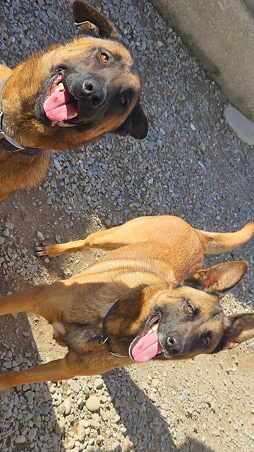 Sam participe au concours pour gagner de l'argent avec cette photo : accessories, animal, bodypart, boxer, bulldog, canine, dog, germanshepherd, gravel, hound, labradorretriever, mouth, pebble, person, pet, policedog, puppy, road, strap, tongue