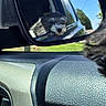Muñeca is registered to the contest to win money with this photo: dog, car, side_mirror, reflection, window, outdoor, sunny, blue_sky, greenery, dashboard, vehicle_interior, pet, animal, fur, blurred, road, travel, nature, daytime, transportation