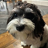 Muñeca joined the competition — help win amazing prizes! dog, close_up, indoor, floor, wooden_floor, black_and_white, fur, pet, curious, animal, cute, small_dog, fluffy, indoor_lighting, background_blur, face, whiskers, sitting, domestic_animal, companion