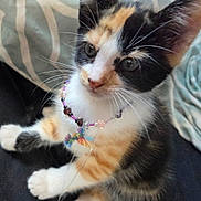 Pocohontas is registered to the contest to win money with this photo: cat, calico_cat, pet, animal, feline, close_up, portrait, whiskers, green_eyes, pink_nose, tricolor, fur, jewelry, necklace, beads, sitting, indoors, blanket, cute, photography