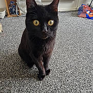 Lucky is registered to the contest to win money with this photo: animal, background, bag, black_cat, blurred, carpet, cat, closeup, curious, domestic, fan, feline, floor, furniture, household, indoor, pet, shelf, toy, yellow_eyes