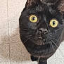 Lucky is registered to the contest to win money with this photo: animal, black_cat, cat, close_up, curious, cute, domestic_cat, ears, face, feline, floor, fur, indoor, looking_up, nose, pet, tile, whiskers, wide_eyes, yellow_eyes