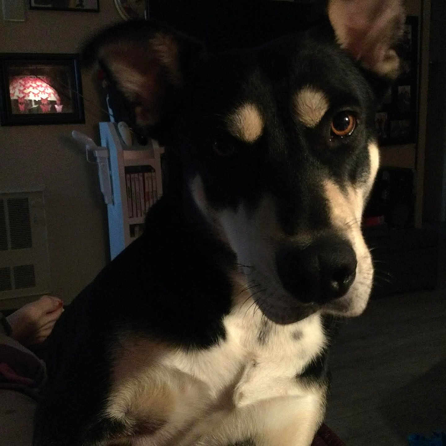 Jovie