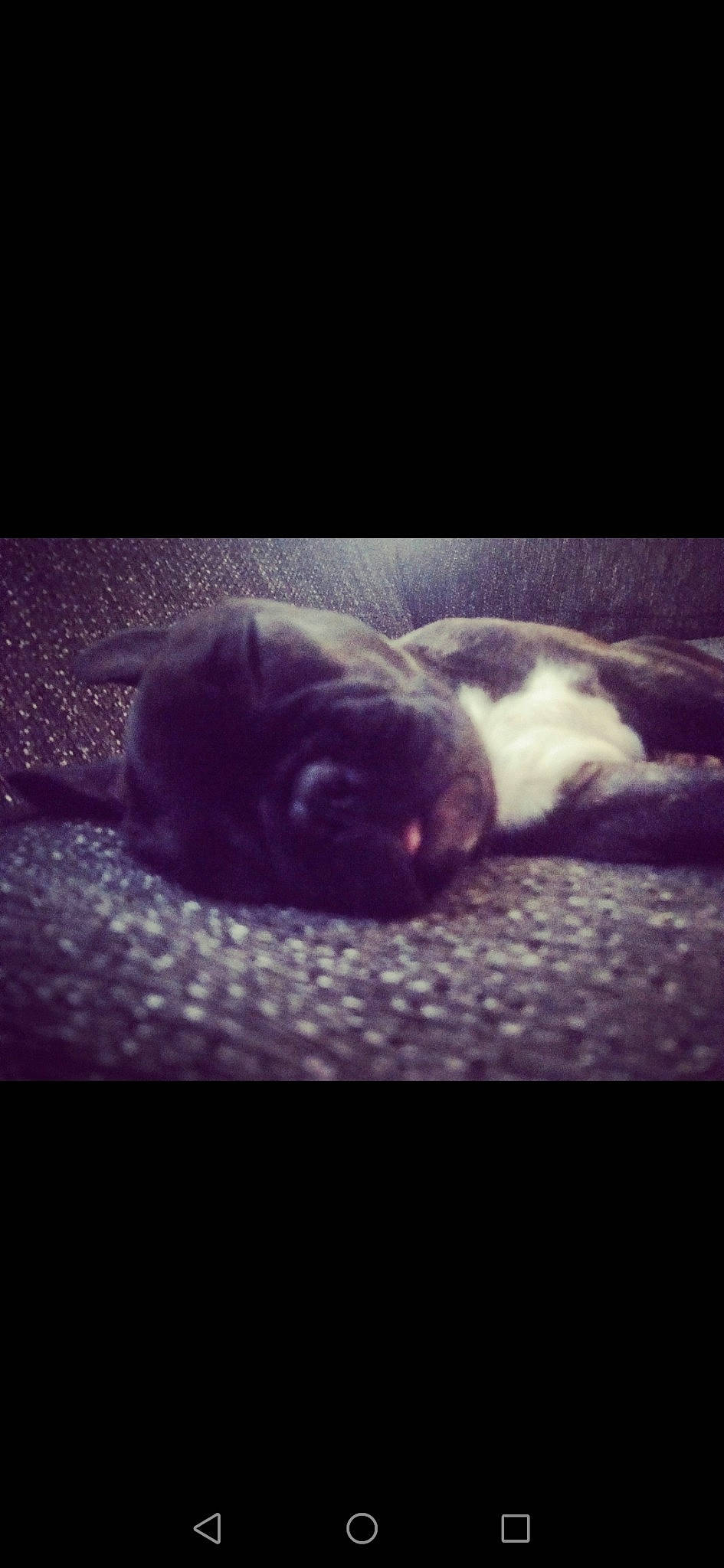 Dozer is registered to the contest to win money with this photo: boston_terrier, bulldog, canidae, carnivore, cloud, darkness, dog, dog_breed, french_bulldog, guard_dog, labrador_retriever, meteorological_phenomenon, nap, night, non_sporting_group, puppy, sky, sleep, sporting_group, square