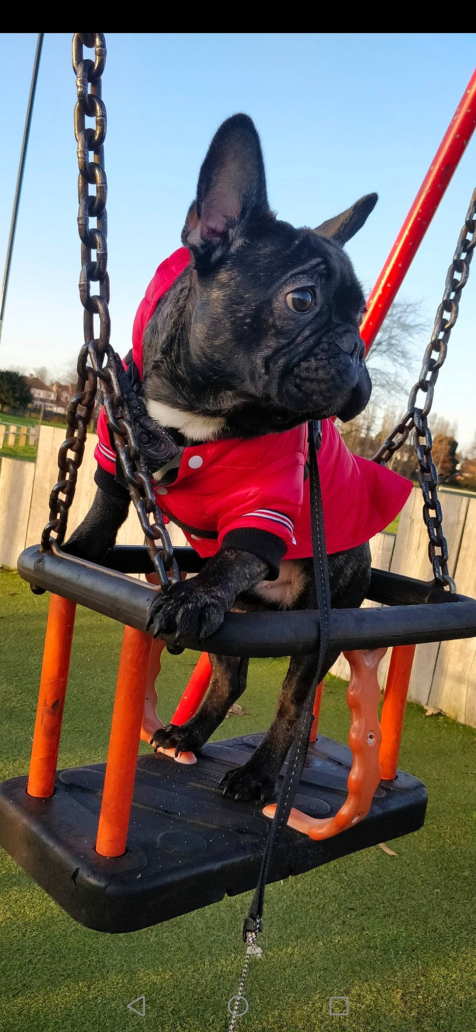 Dozer joined the competition — help win amazing prizes! canidae, carnivore, companion_dog, dog, dog_breed, fawn, french_bulldog, non_sporting_group, snout