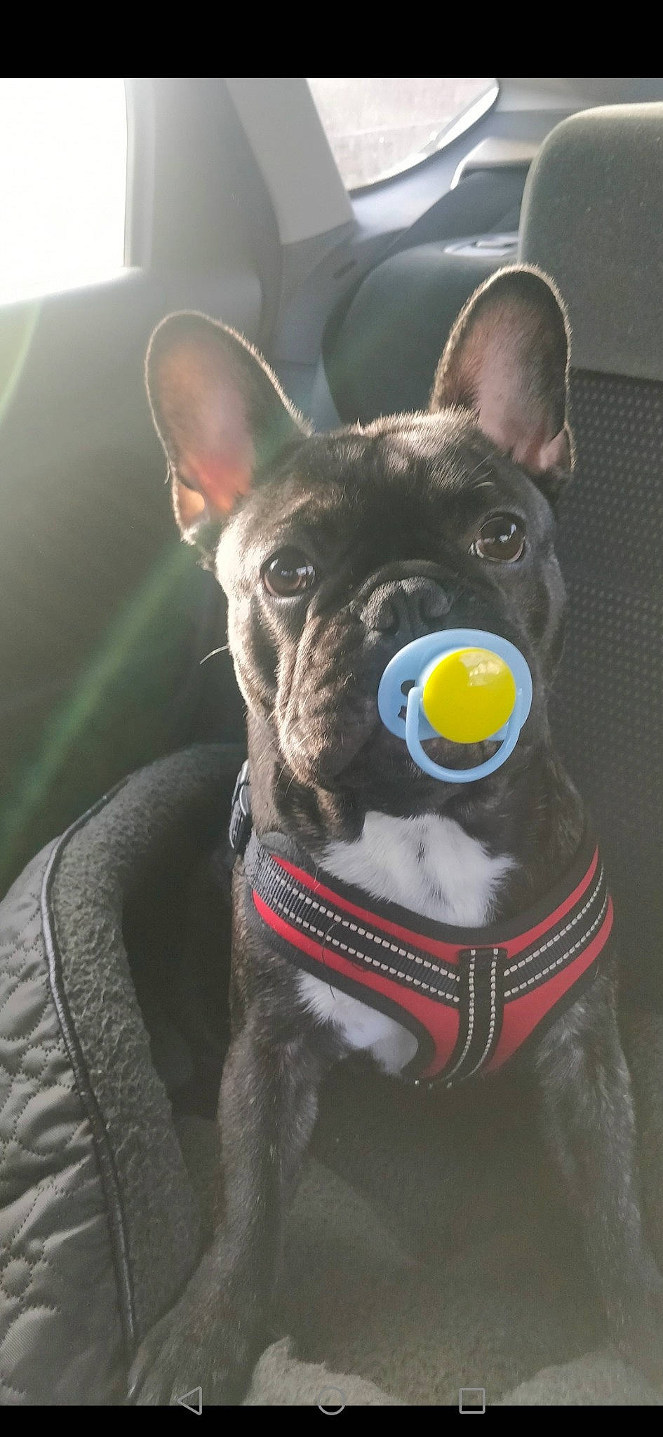 Dozer is registered to the contest to win money with this photo: boston_terrier, canidae, carnivore, collar, companion_dog, dog, dog_breed, dog_clothes, dog_collar, french_bulldog, mammal, non_sporting_group, rare_breed_dog, snout, vertebrate