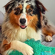 Végas participe au concours pour gagner de l'argent avec cette photo : dog, australian_shepherd, plush_toy, toy, indoor, pet, fur, paw, lying_down, cute, animal, mammal, friendly, canine, snout, ears, relaxed, companion, home, playful