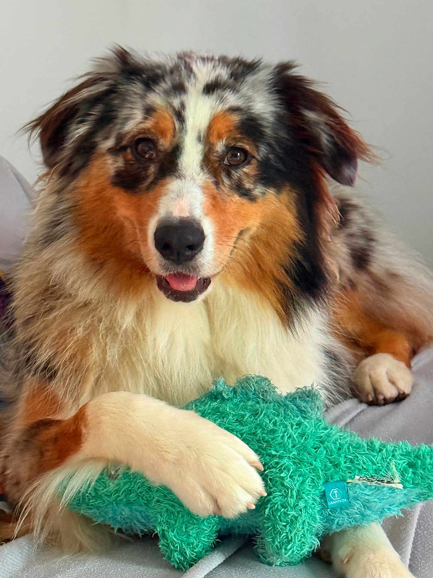 Végas participe au concours pour gagner de l'argent avec cette photo : dog, australian_shepherd, plush_toy, toy, indoor, pet, fur, paw, lying_down, cute, animal, mammal, friendly, canine, snout, ears, relaxed, companion, home, playful