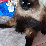 Pepsy participe au concours pour gagner de l'argent avec cette photo : asian_semi_longhair, balinese, birman, burmese, carnivore, cat, domestic_long_haired_cat, felidae, himalayan, javanese, kitten, mammal, ragdoll, siamese, small_to_medium_sized_cats, snowshoe, thai, tonkinese, vertebrate, whiskers