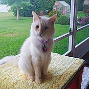 Sir Bailey is registered to the contest to win money with this photo: cat, fluffy, collar, table, yellow_towel, screened_porch, green_grass, garden, flowers, birdhouse, outdoor, pet, animal, feline, sitting, domestic, backyard, nature, window, daylight