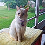 cat, fluffy, collar, table, yellow_towel, screened_porch, green_grass, garden, flowers, birdhouse, outdoor, pet, animal, feline, sitting, domestic, backyard, nature, window, daylight