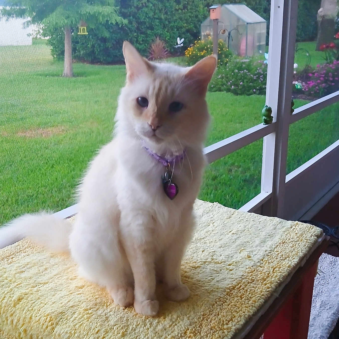 Sir Bailey is registered to the contest to win money with this photo: animal, backyard, birdhouse, cat, collar, daylight, domestic, feline, flowers, fluffy, garden, green_grass, nature, outdoor, pet, screened_porch, sitting, table, window, yellow_towel
