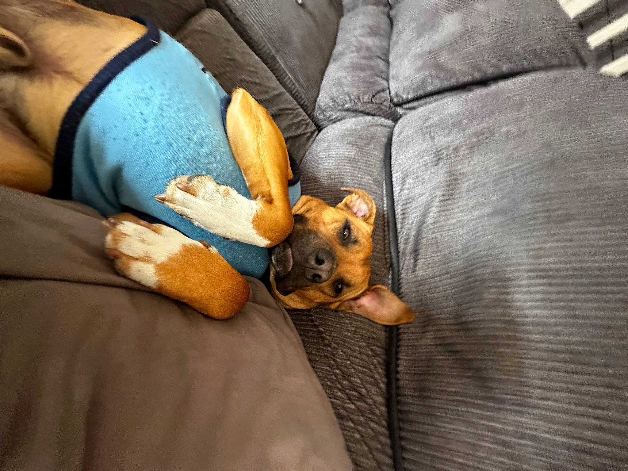 Tunna is registered to the contest to win money with this photo: canidae, carnivore, comfort, companion_dog, couch, dog, dog_breed, elbow, fawn, gesture, human_leg, linens, mammal, nail, sporting_group, textile, thigh, thumb, toy_dog, wrist