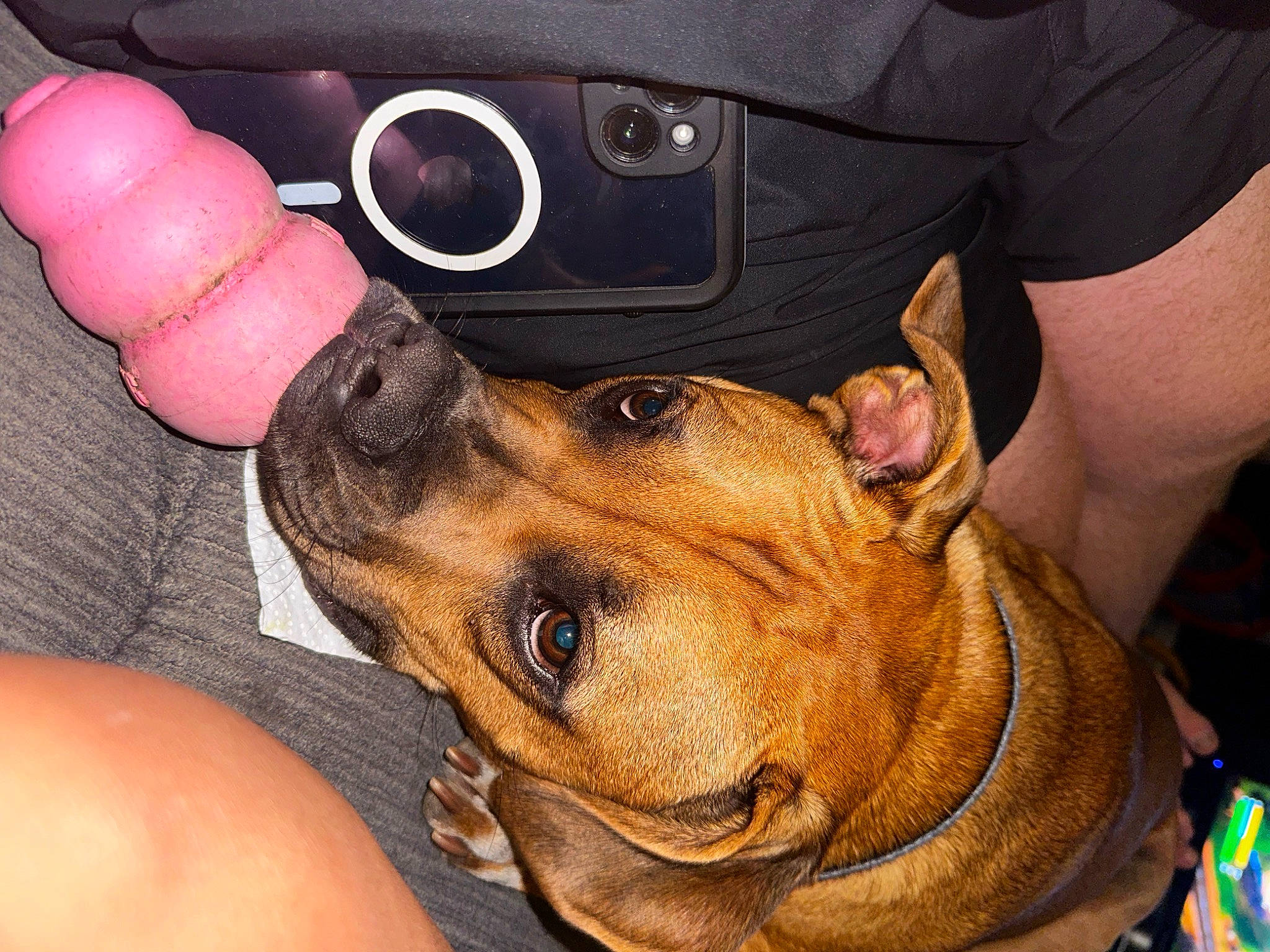 Tunna joined the competition — help win amazing prizes! audio_equipment, canidae, carnivore, collar, companion_dog, dog, dog_breed, ear, fawn, fur, gesture, nail, paw, snout, sporting_group, steering_wheel, thumb, vehicle_door, whiskers, wrist