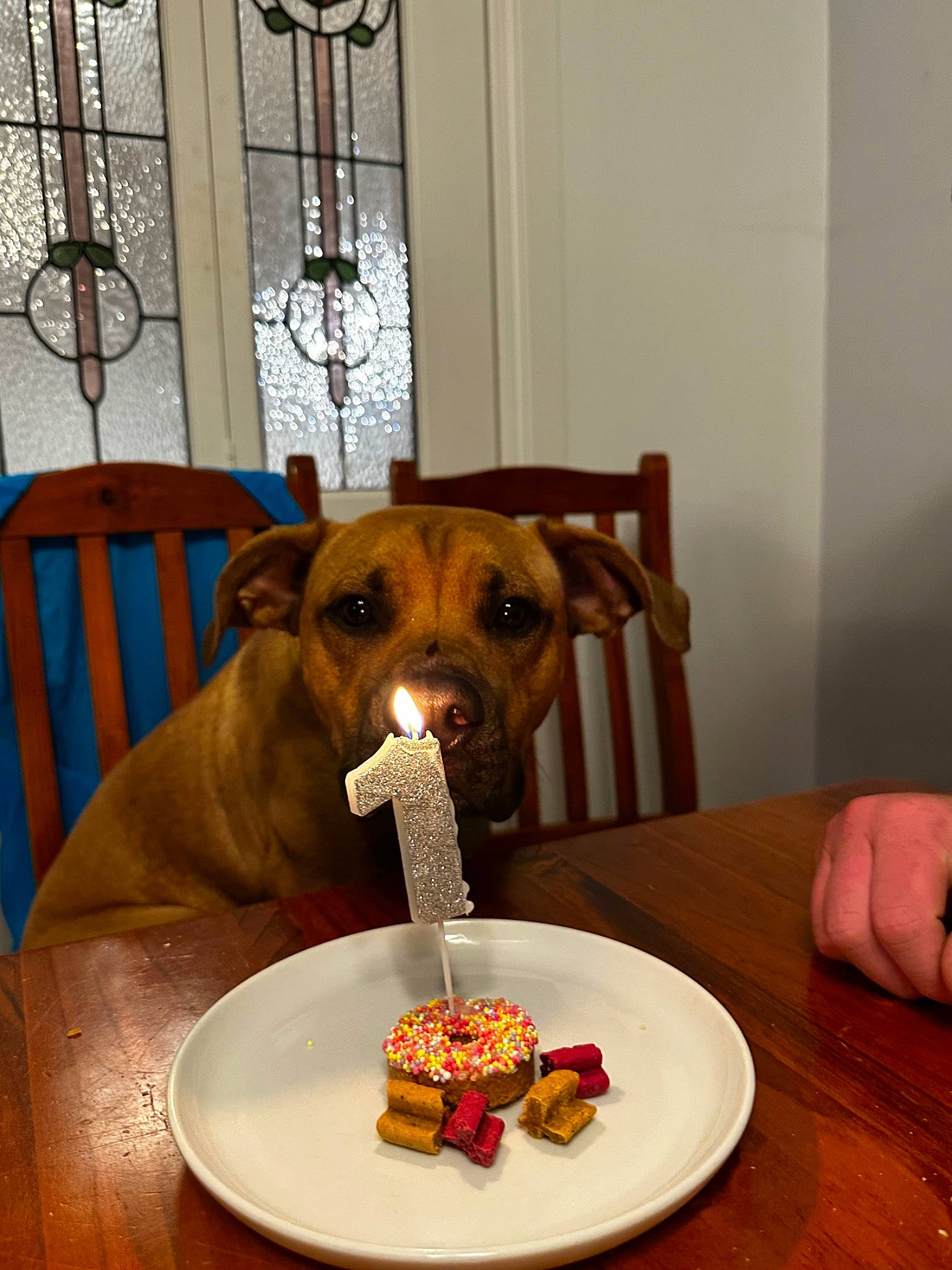 Tunna is registered to the contest to win money with this photo: carnivore, chair, companion_dog, dining_room, dishware, dog, flooring, food, hardwood, ingredient, junk_food, liver, plate, recipe, serveware, table, tableware, window, wood, working_animal