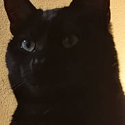 Onyx a rejoint le concours — aidez-le/la à gagner de superbes lots ! animal, black_cat, cat, close_up, cute, dark, domestic_cat, ears, eye, face, feline, furry, indoor, mammal, pet, portrait, shadow, texture, wall, whiskers