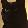 animal, black_cat, cat, close_up, cute, dark, domestic_cat, ears, eye, face, feline, furry, indoor, mammal, pet, portrait, shadow, texture, wall, whiskers
