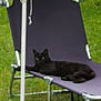 Onyx participe au concours pour gagner de l'argent avec cette photo : animal, black_cat, cat, daytime, flower, furniture, garden, grass, green_umbrella, leisure, metal_frame, nature, outdoor_chair, pet, plant, purple_chair, relaxing, resting, summer, umbrella