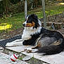 Toscane participe au concours pour gagner de l'argent avec cette photo : dog, tricolor, outdoor, garden, patio, toy, baseball, animal, pet, fur, relaxed, nature, grass, sunlight, resting, paw, tile, tree, leaf, quiet