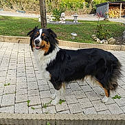 Toscane participe au concours pour gagner de l'argent avec cette photo : dog, outdoor, garden, patio, stone_paving, greenery, happy, fluffy, black_fur, white_fur, brown_fur, animal, pet, smiling, grass, tree, statue, sunlight, nature, backyard
