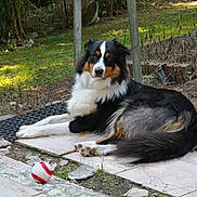 Toscane a rejoint le concours — aidez-le/la à gagner de superbes lots ! dog, animal, pet, outdoor, garden, grass, tile, baseball, toy, resting, fur, black, white, brown, canine, nature, relaxed, paw, side_view, summer