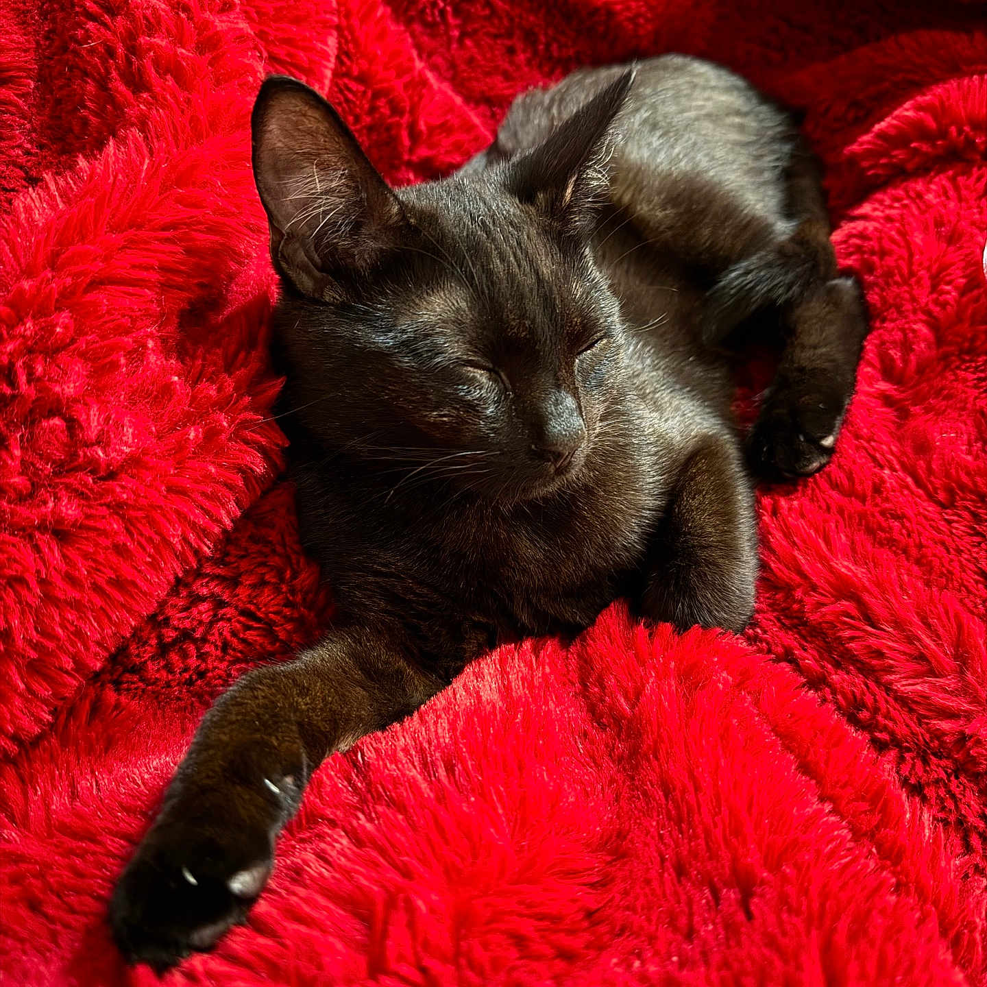 Bagheera Aka Buggie